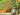 agricola 1